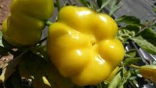 ⟹ Paradicsom Alaku Sarga Szentes Pepper Capsicum annuum PLANT REVIEW pepper [upl. by Eiram]