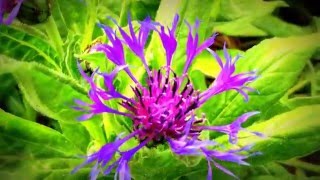 British Spring Blossoms  Centaurea Montana Flowers In Garden centaurea gardening knapweeds [upl. by Redfield]