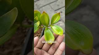 zamia furfuracea mewah [upl. by Selmore]