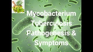 Mycobacterium Tuberculosis Pathogenesis Symptoms amp Characteristics Where Is It Found [upl. by Ailev]