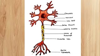 How to draw Nerve cell labelled diagram CBSE  Neuron Biology diagram easy by Arts seekh lo [upl. by Nottnerb]