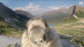 Marmot licks GoPro [upl. by Nirehtak74]