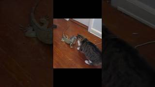 Iguana vs Cat 😾 By Wild Battles [upl. by Alsi]