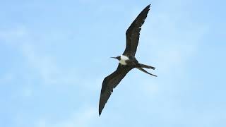 MAGNIFICENT FRIGATEBIRD The MOST BEAUTIFUL BIRDS of COSTA RICA [upl. by Licec461]