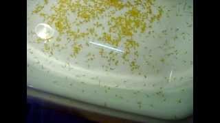 poisson rouge ponte oeufs  Hand Breeding Goldfish CLIP 03 [upl. by Sremlahc]