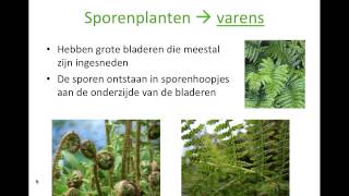 Basisstof 4  Het rijk van de planten amp Bs 12  Indeling van de zaadplanten Thema 4  Ordening [upl. by Alden]