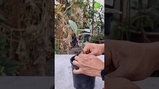 Grafting loquat tree with result👍 plantgodusa fruit graftingtactick garden gardening bonsai [upl. by Greenes]