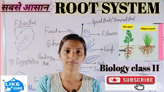 plant Root and their typesfunction of root modification of root morphology of flowering plant [upl. by Rus]