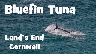 Bluefin Tuna at Lands End 2024 4K [upl. by Ahsinhoj163]