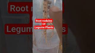 Root nodules Of Leguminous plant shorts rootnodule nodules rhizobiumbacteria [upl. by Rimaj335]