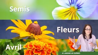 Tuto Fleurs  semis Pensée Rudbeckie Oeillet dInde et Tournesol [upl. by Ellehcsar]