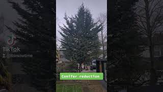 Conifer tree reduction [upl. by Issirk]