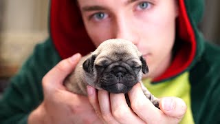 Die HUNDE WELPEN sind DA  Welpen Vlog 1 [upl. by Woolley]