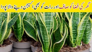 Snake plant benefitshow to propagate snake plant [upl. by Radburn806]