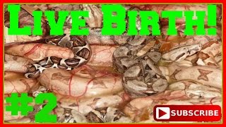 Boa constrictor giving birth PART 2 Boa constrictor babies SerpentSityExotics [upl. by Dnilasor]