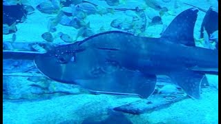 Bowmouth Guitarfish [upl. by Ahar988]