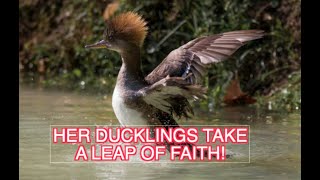 The Female Hooded Merganser and Her Ducklings NARRATED [upl. by Aoh]