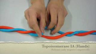 Mechanism of Action of Topoisomerase UCSD Chem 114c [upl. by Yleme]