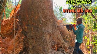 NYAWA JADI TARUHAN  Tebang Pohon Trembesi Di Tempat Angker Pakai Gergaji Stihl ms660 amp Stihl ms070 [upl. by Bob]