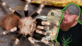 MASTERING Nhandu Chromatus Care Tips and Tricks for a Happy Tarantula [upl. by Eelasor]