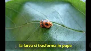 Il ciclo vitale delle coccinelle [upl. by Gwyneth]