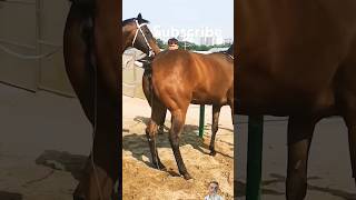 horse equestrian horselover horseracing animals love pets shortvideo tiktok duet shorts [upl. by Alomeda]