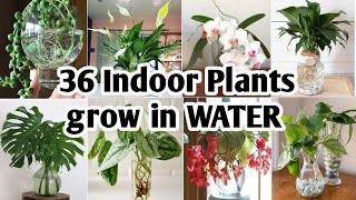 36 Indoor Plants You can grow in Water Best Indoor plants no need soil to grow Plant and Planting [upl. by Niac]