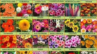 Meesho 20 flower seeds review  winter flower seed review  summer flower seed [upl. by Anairt]