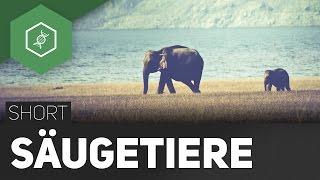 Säugetiere [upl. by Noakes]