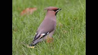 waxwing call [upl. by Horatia489]