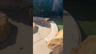 Malinois puppy learns how to jump from adult Malinois belgianmalinois trending puppy dogtraining [upl. by Eliason]