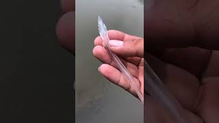 transparent fish water river fishing fish leptocephalus discovery [upl. by Neom]