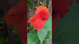 Canna indica 🥰🥰 viralvideo viralshort viralreel bmw coxsbazar flowers [upl. by Ahsima]