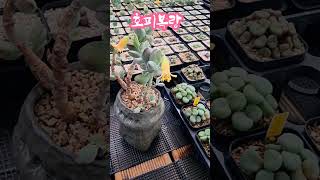 호피복랑별사랑나이가든다는게화가나국민다육 succulent 다육식물 conophytum 아로마다육 [upl. by Athiste]