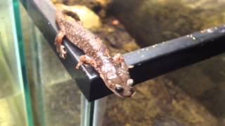 Aneides lugubrisarboreal salamander using prehensile tail [upl. by Giltzow]