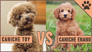 Caniche Toy vs Caniche Enano  ¿Qué raza de perro es mejor  Perros Mundo [upl. by Norak]