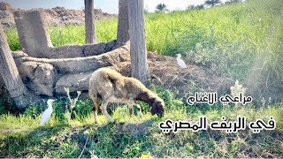 مراعي الاغنام في الريف المصري بموسيقي حماسيه [upl. by Lindo649]