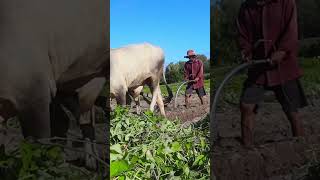 501k cow wow plow 4kvideo 4k किसान हल गाय [upl. by Anera]