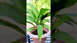 Cordyline fruticosa palm greenlucky plant [upl. by Westney]