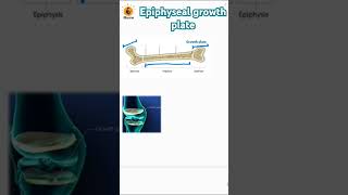 Epiphyseal growth plate  Metaphysis  Epiphysis  Diaphysis biology bones neetbiology [upl. by Elyn]