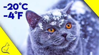 How To Keep Outside Cats Warm During Winter  Life Saving Tips [upl. by Oflodor]