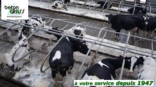 Stabulation libre vaches laitières GAEC MOHAIN [upl. by Neely]