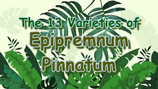 The 13 Varieties of Epipremnum Pinnatum  GeniusMonkey [upl. by Patric]