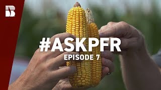 Effects of Heavy Rain on Corn Nitrogen Rate and Timing  AskPFR Episode 7 [upl. by Naujuj]