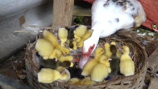 Ducklings hatch from eggs in the nest Wow amazing [upl. by Uriiah]