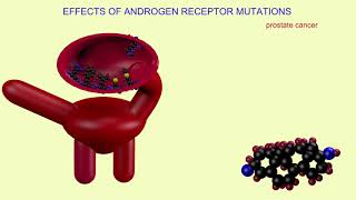 androgen receptor mutations [upl. by Micco]