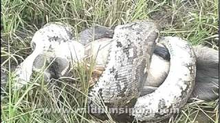 This Python is eating a live Langur [upl. by Ava]