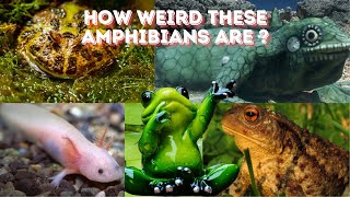 How Weird These Amphibians Are  Weird Amphibians [upl. by Akirderf975]