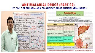 Antimalarial Drug Part02 Life Cycle of Malaria  Classification of Antimalarial Drugs [upl. by Achorn]