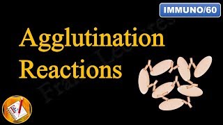 Agglutination Reactions FLImmuno60 [upl. by Mccowyn444]